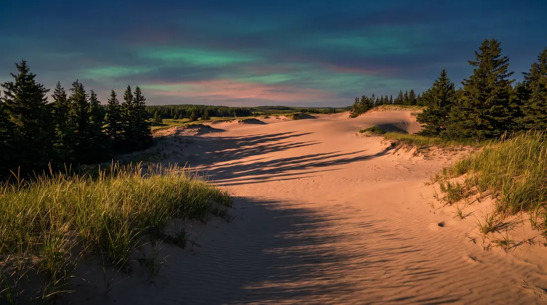 Des dunes de sable à découvert bordées d'épinettes à l'heure dorée
