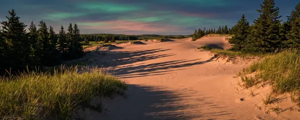Des dunes de sable à découvert bordées d'épinettes à l'heure dorée